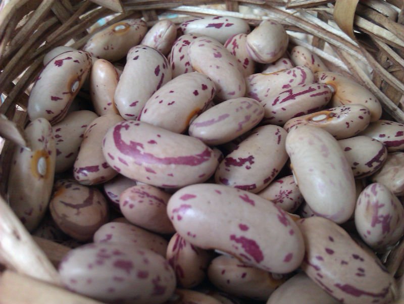 Faba Beans